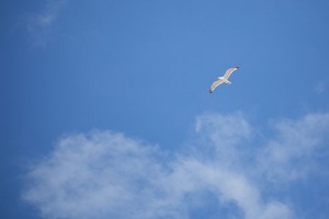 Bird flying in blue skies