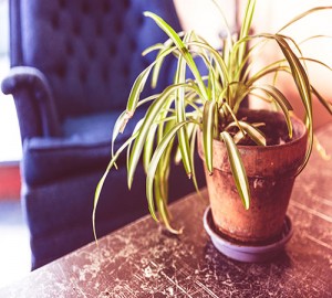 Plant in a pot on a wooden table in front of a comfortable blue chair